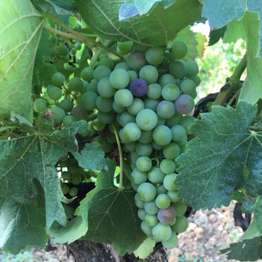 Veraison of a Merlot grape cluster in July 2020