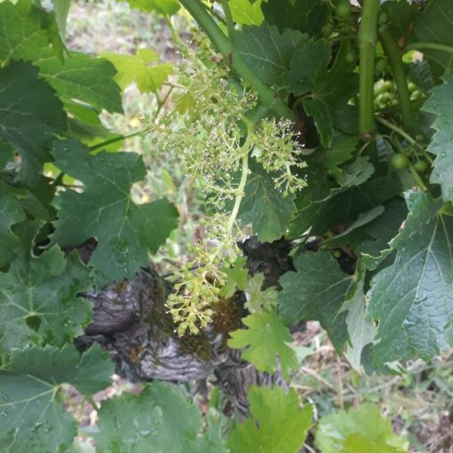 Grappe au stade "nouaison"