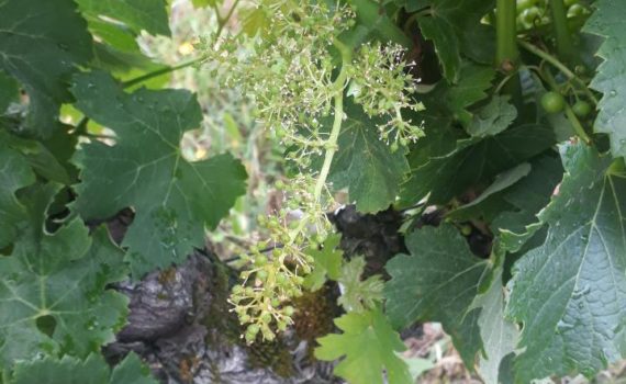 Grappe au stade "nouaison"